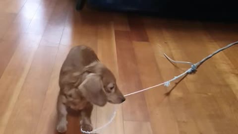 Cute puppy playing with laces