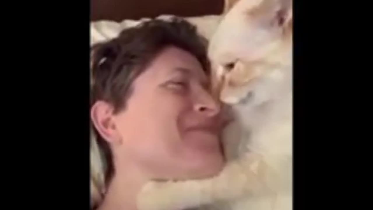 Funny Animal Videos "Try Not To Laugh" Funny Cat