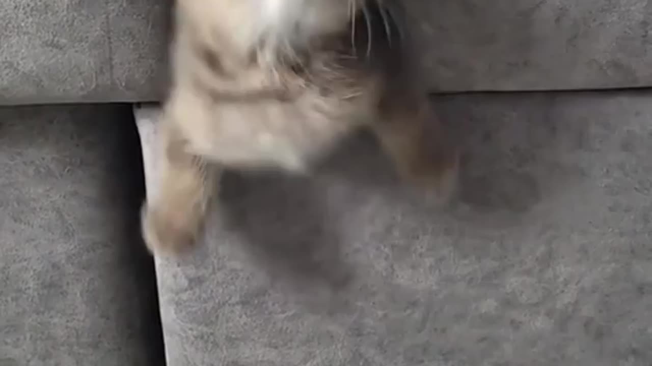 Funny cats