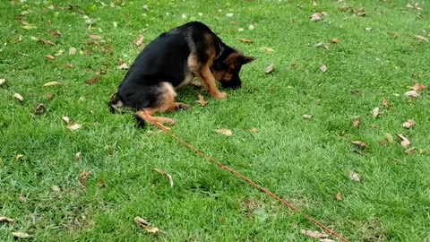 GSD Jake 4 months