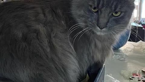 pets love
