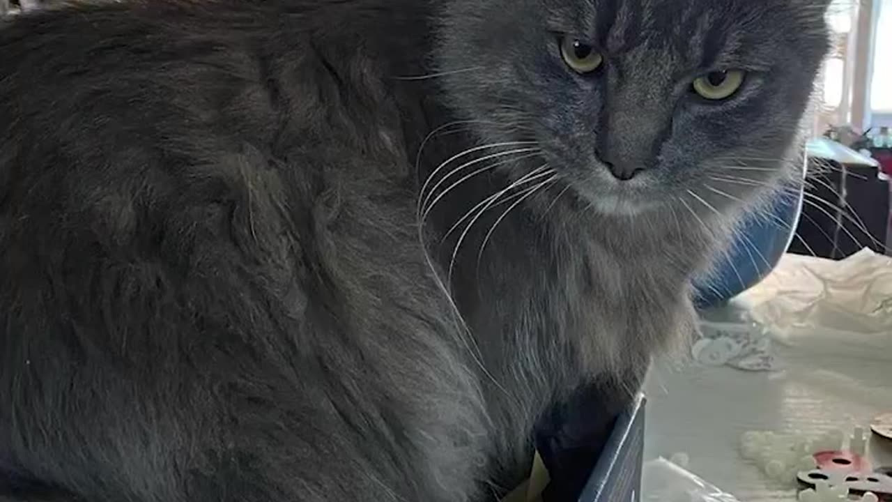 pets love