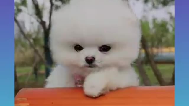 Cute and Funny Dogs Videos Compilation