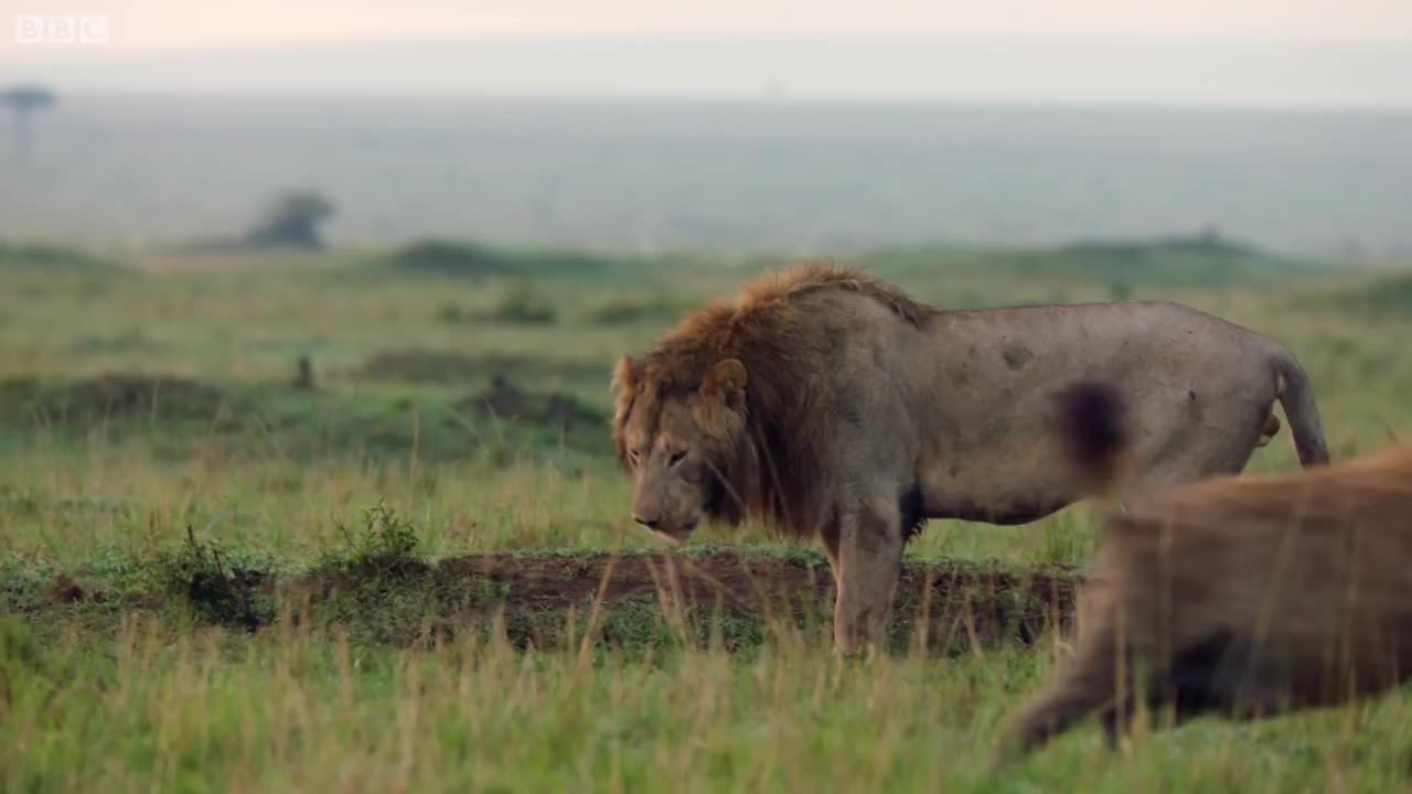 Lion Trapped by Clan of Hyenas|Dynasty