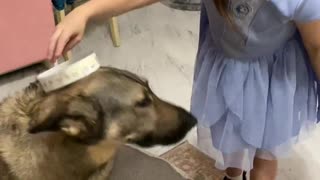 Little girl puts crown on German Shepherd Dog