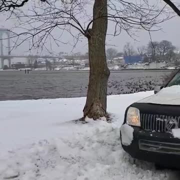 New York is now snowing and ducks' attempts to escape from the snow