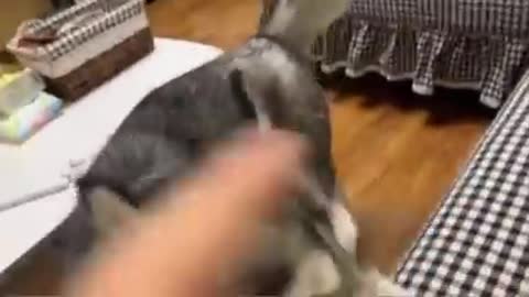 Funny dog 🤣🤣 Play time