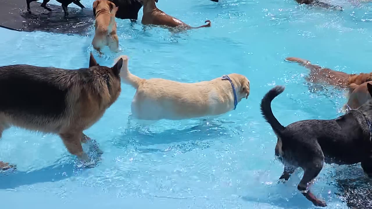 Dogs funny moments swimming in water.