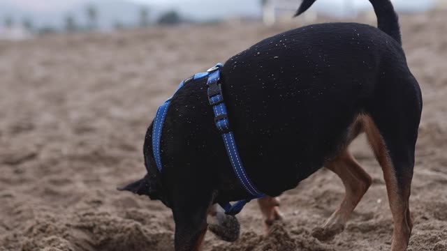 A Dog in a Pet Harness Digging