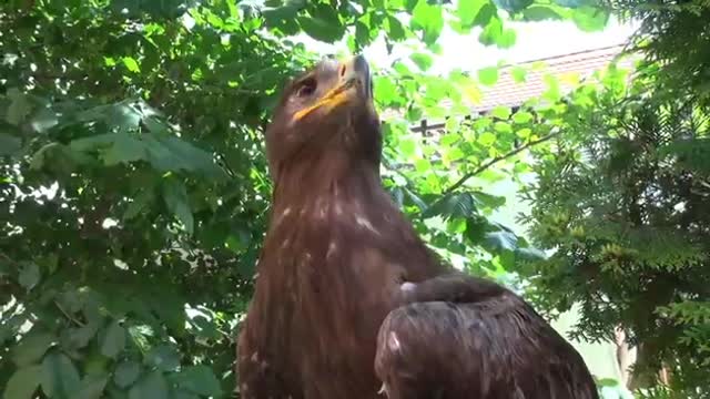 Falcon Bird Was Found sitting in tree