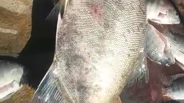 biggest fish caught in fresh water dam weir