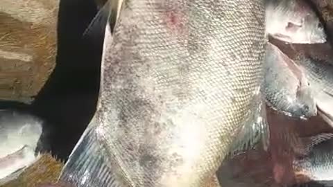 biggest fish caught in fresh water dam weir