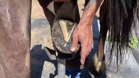 Hoof Maintenance