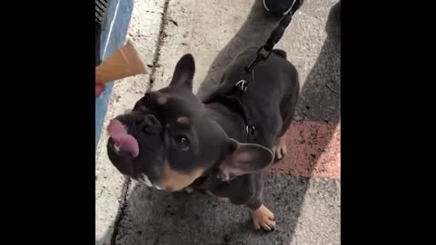 Cute and Funny Cat Dog