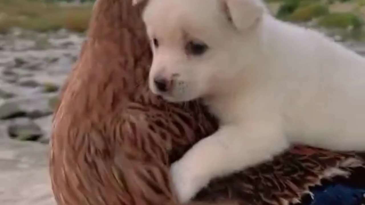 Cute chaos daily! πΎπ #Animals #pets #Funny #Reels #Shorts #Animalspoorly
