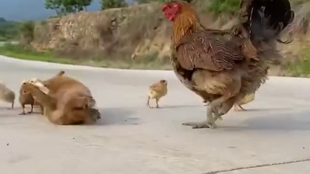 Small prity baby dog and cock