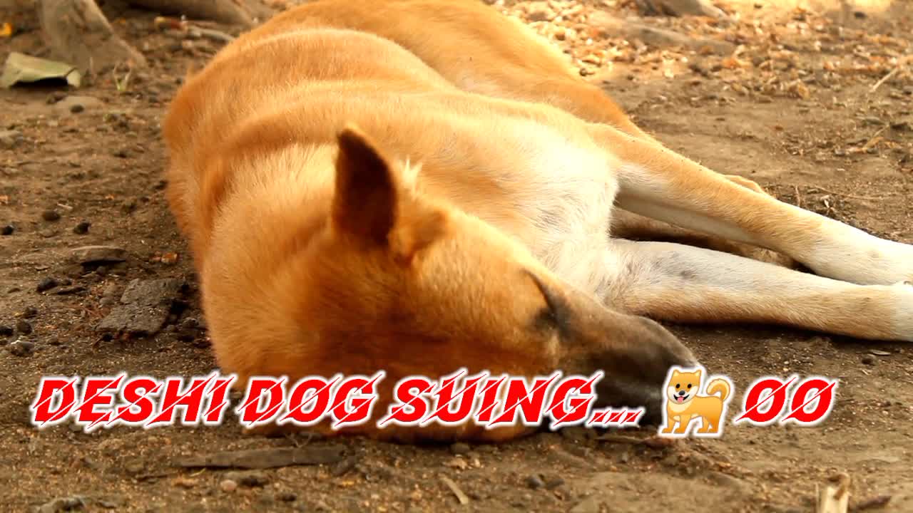 Deshi dog suing 🐕🐕🐕🐕🐕🐕