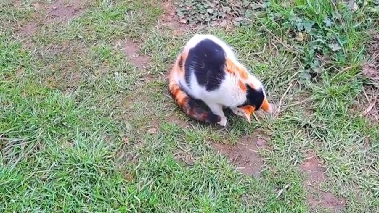 A cute colorful cat is cleaning its face with its hands.