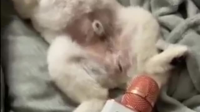 🤣Best cats and dogs funny videos (try not to laugh)🤣😅😂