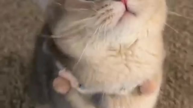 Funniest Cat Videos That Will Make You Laugh - Funny Cats and Dogs Videos