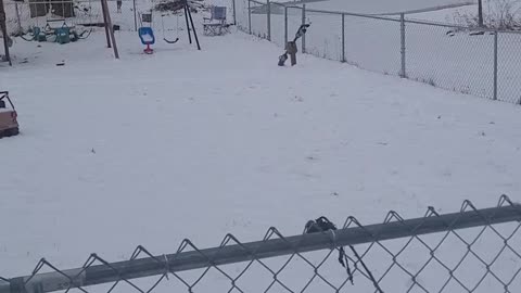 Young Deer Confused By Fence