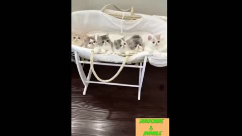 Compilation funny and cute kitten Part 2