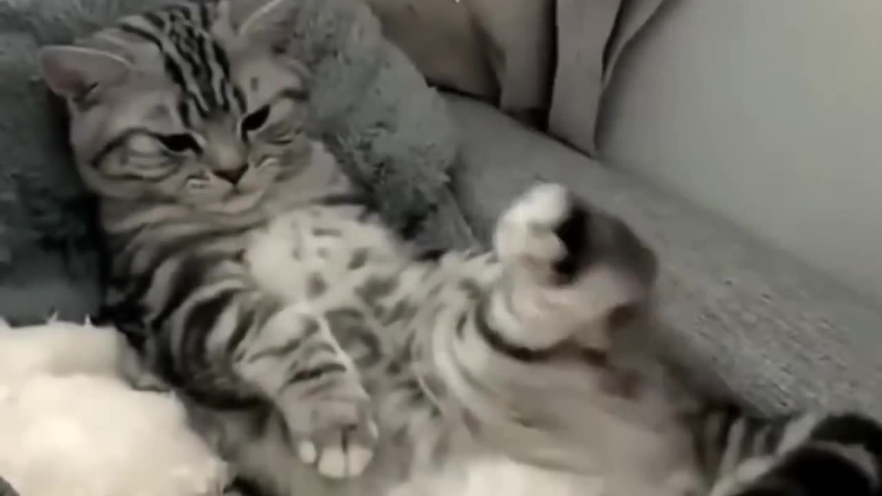 Cute cats videoš„°