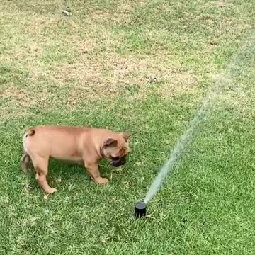 This Frenchie is learning how to play with the sprinkler system