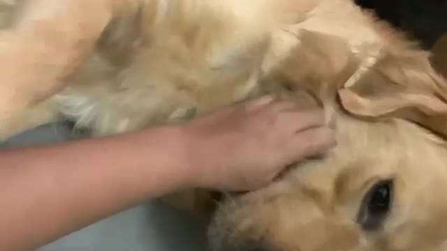 You cannot control me 😂 little funny dog 🐶