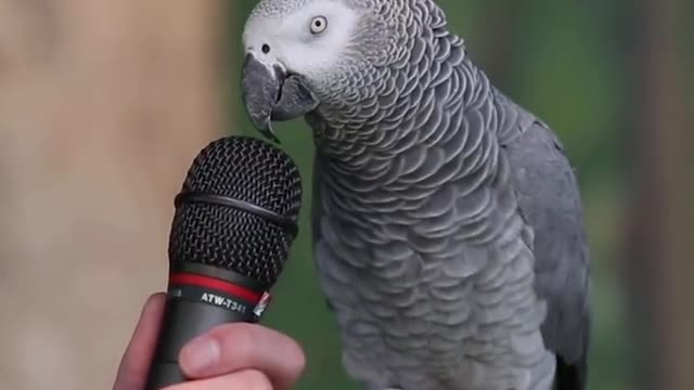 Talking parrot, just amazing!