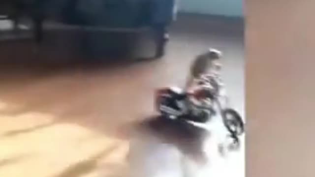 The white parrot sings and the second parrot rides a bicycle