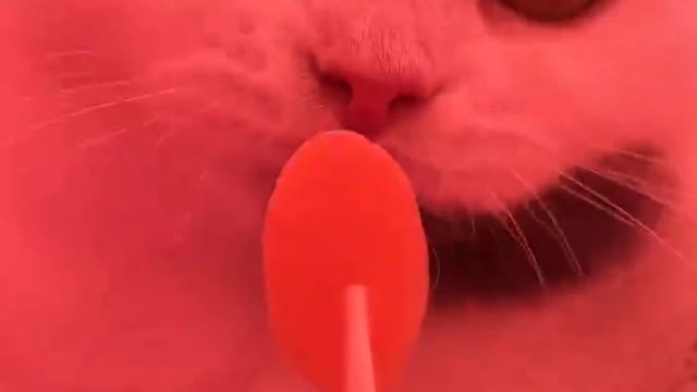 Is this too unpalatable? Not even a cat.