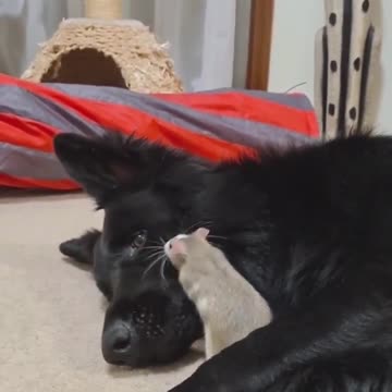 Pet Rat Absolutely Loves His Doggy Best Friend