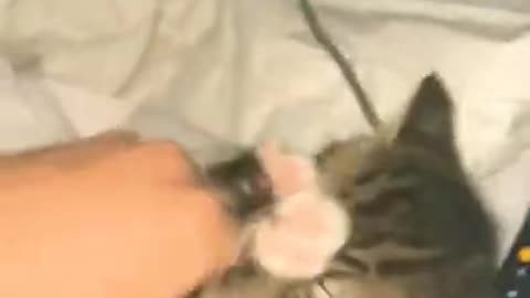 very cute cat baby 🤩 #cat
