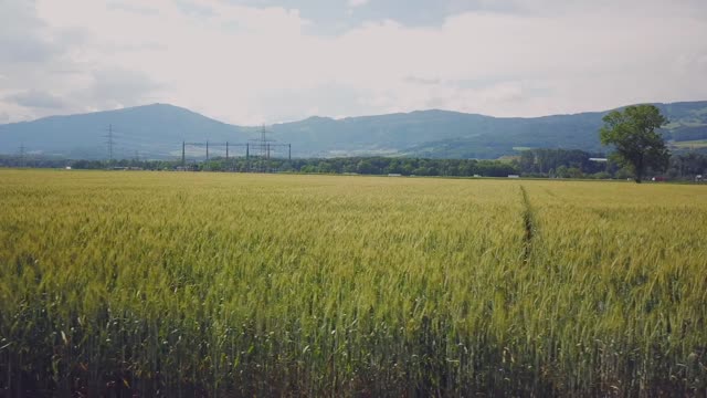 Cornfield plants video