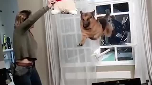 Dog Jump 🐕