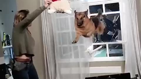 Dog Jump 🐕