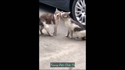 Funny Animal Videos 🤣 Funniest Cats and Dogs Videos 2024 😅