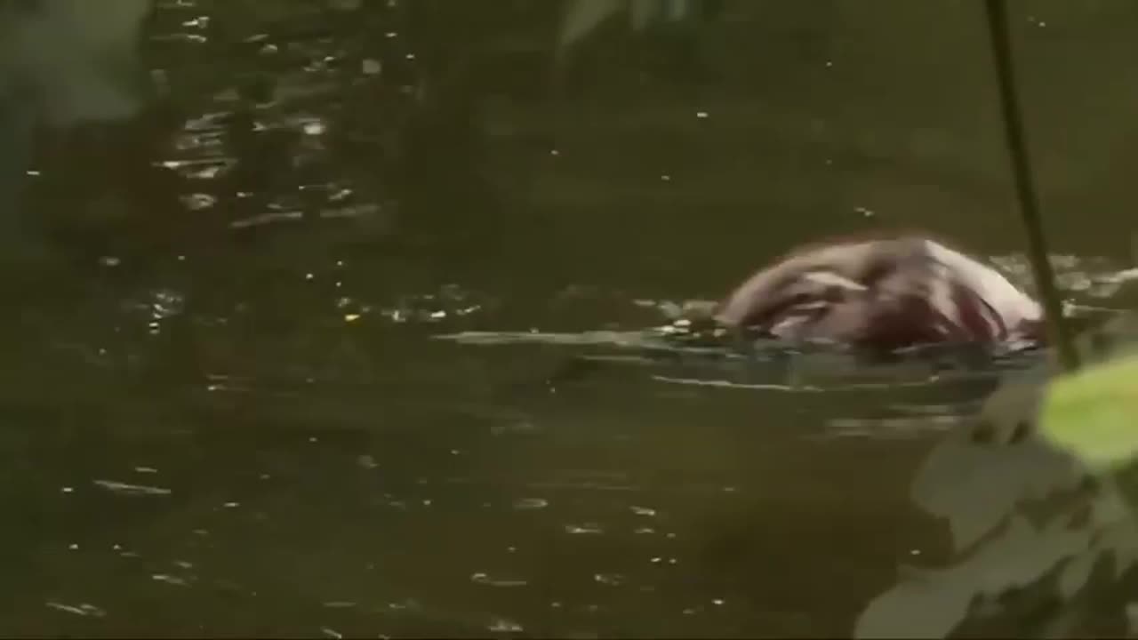 🦦🐊 Ferocious Battle: Otters Clash with Caiman in a Fight for Survival! 😱🌊