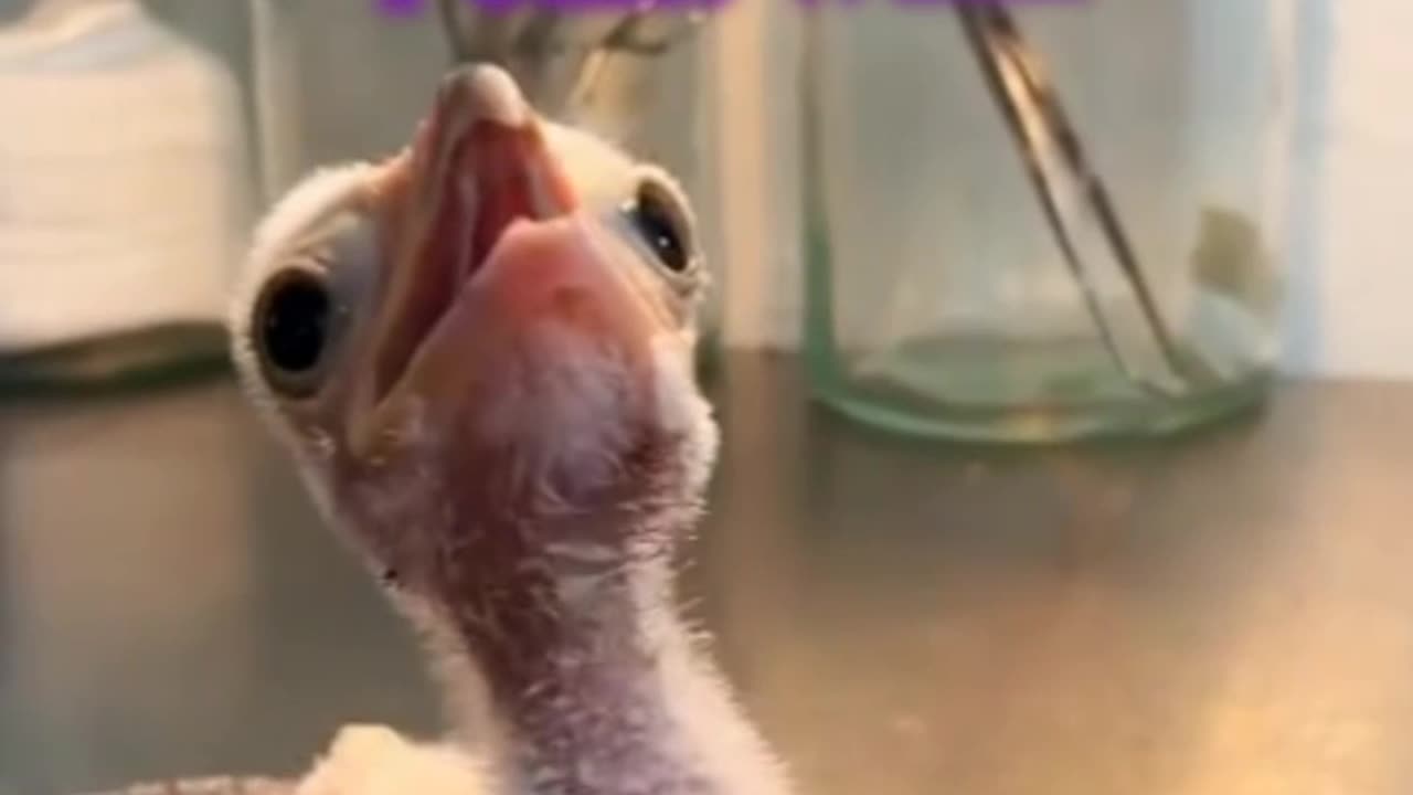 Baby heron try to walk but can't funny dubbing