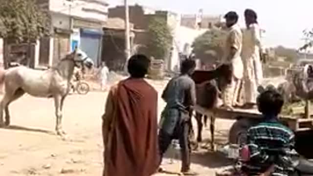 Horse fight funny videos