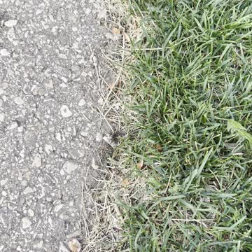 Butterfly in the weeds