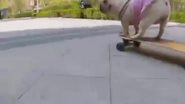 Skatedog 6