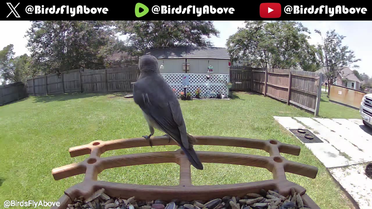 Bird observation 12-9-2024