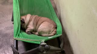 Pug Crawls into Comfy Hammock