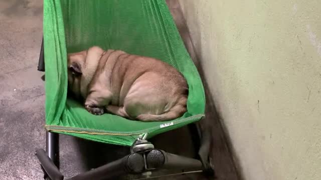 Pug Crawls into Comfy Hammock