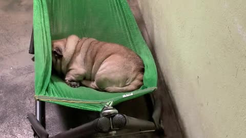 Pug Crawls into Comfy Hammock