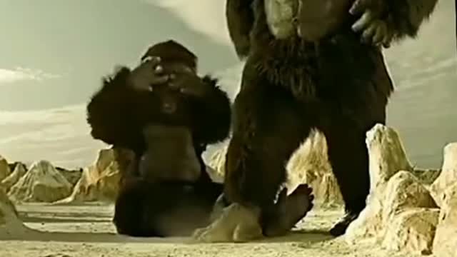 American Monkey funny video