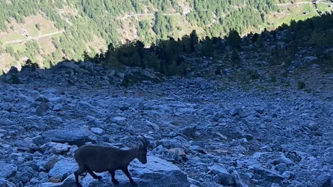 Steinbock