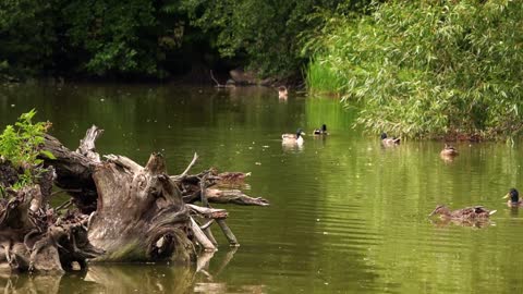 Dry Tree Woods On Green Lake And Ducks